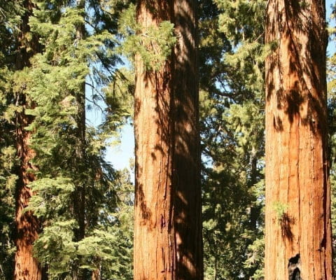 Красное дерево